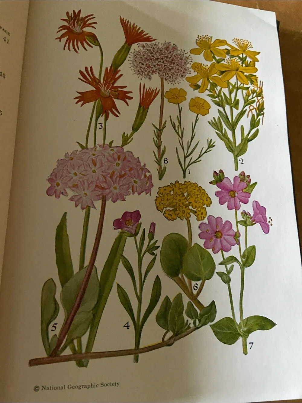 Flowers West Coast Botanical Book flower floral wildflower wildflowers plants hc